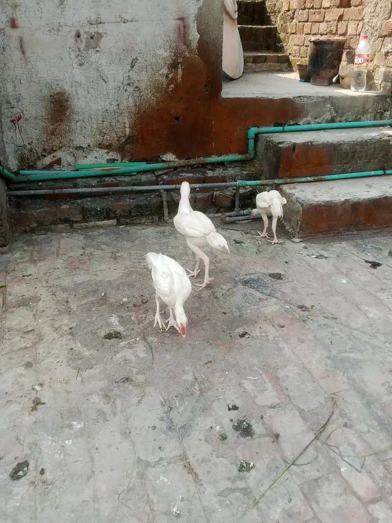 Heera aseel — photo 5