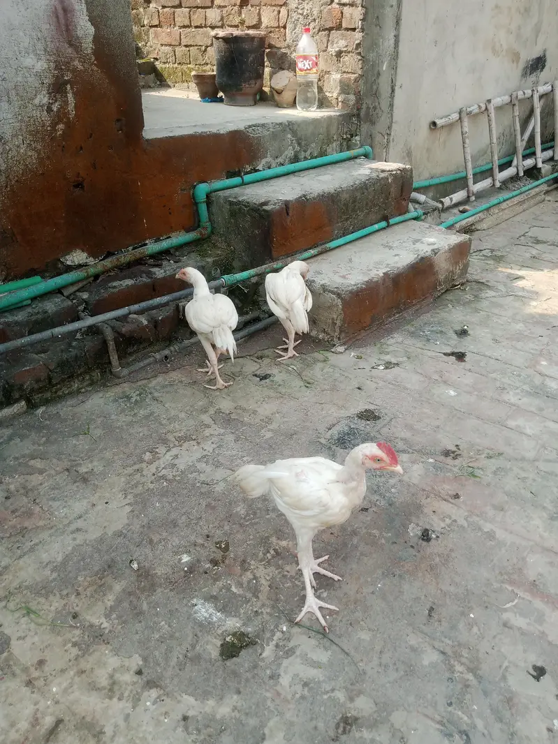 Heera aseel — photo 6