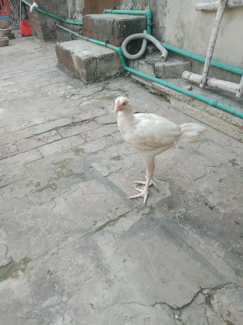 Heera aseel — photo 7