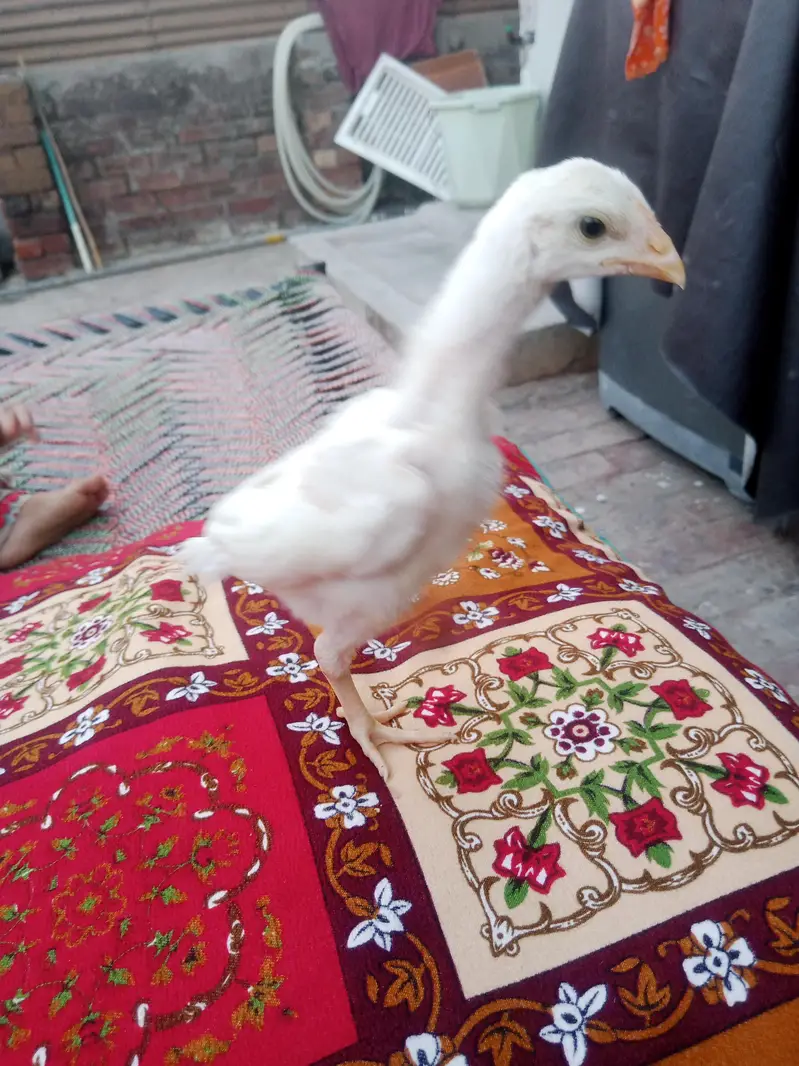 Heera aseel — photo 10