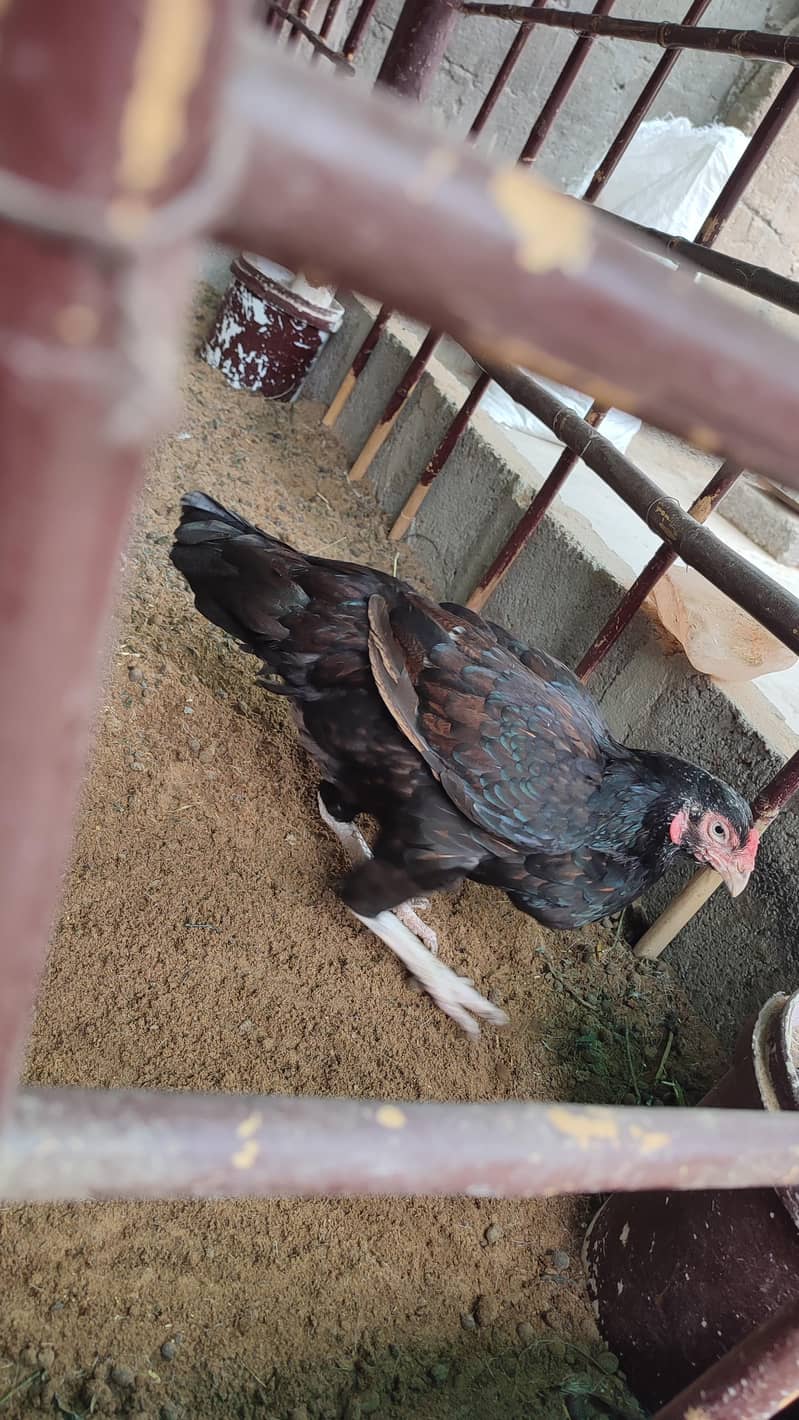 Mianwali zero size 1