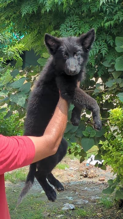 PEDIGREE PUPPIES AVAILABLE –  