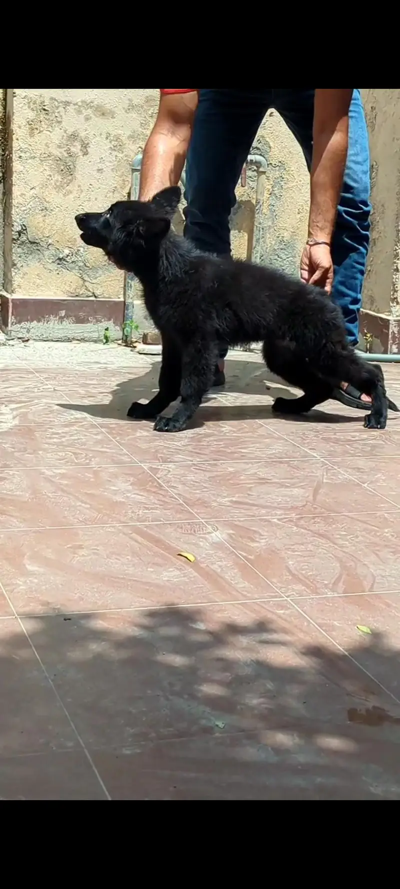 PEDIGREE PUPPIES AVAILABLE –   — photo 2