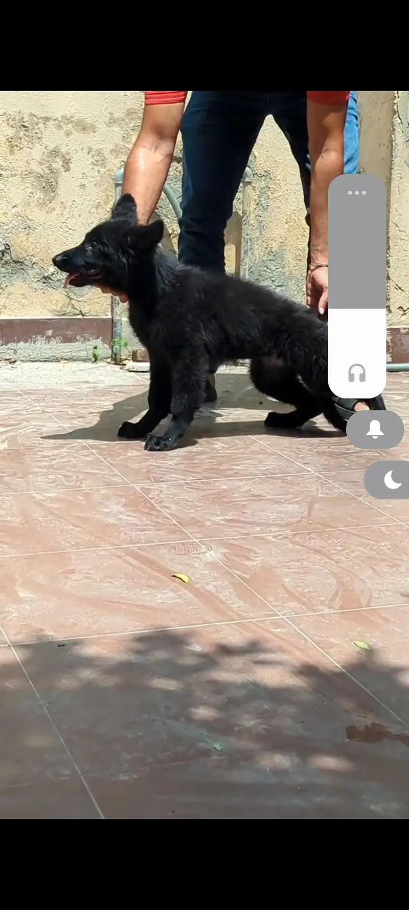 PEDIGREE PUPPIES AVAILABLE –   — photo 3