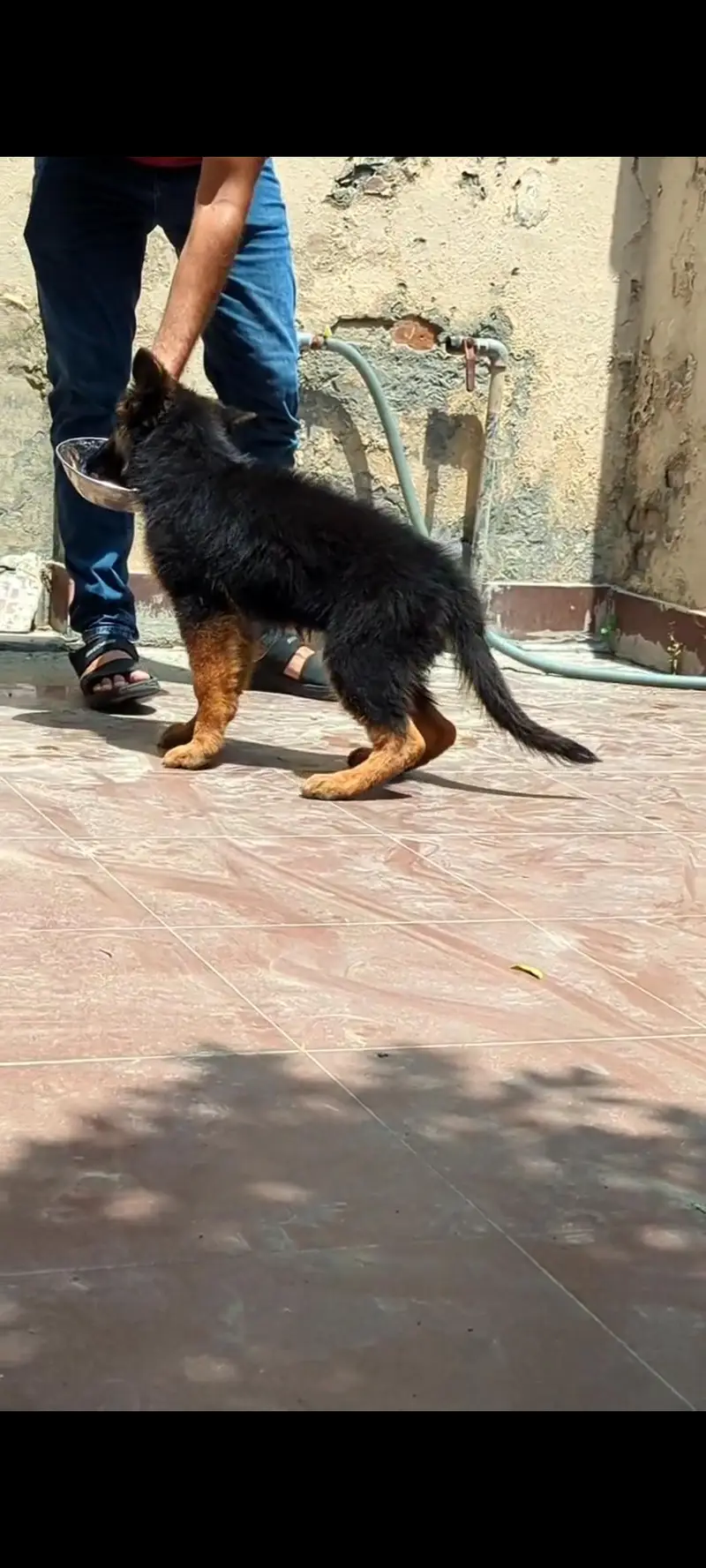 PEDIGREE PUPPIES AVAILABLE –   — photo 4
