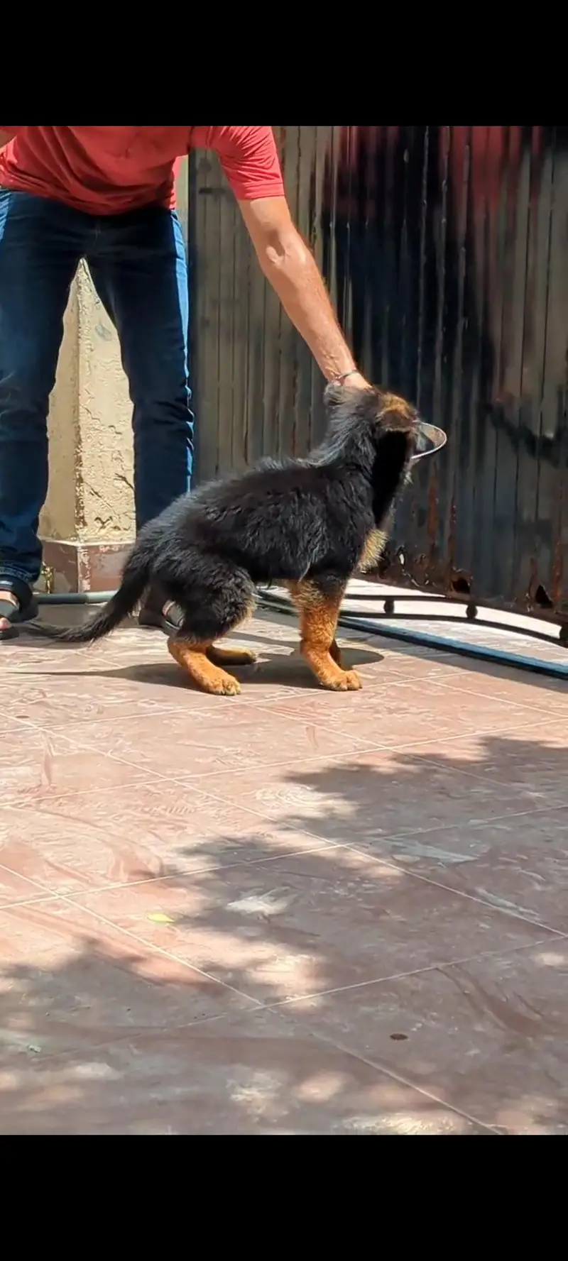 PEDIGREE PUPPIES AVAILABLE –   — photo 5