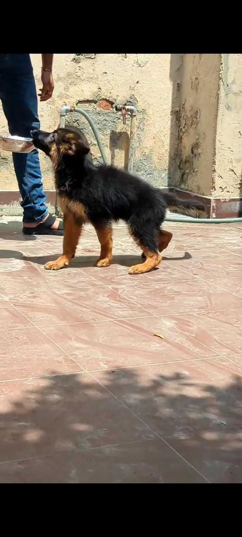 PEDIGREE PUPPIES AVAILABLE –   — photo 6
