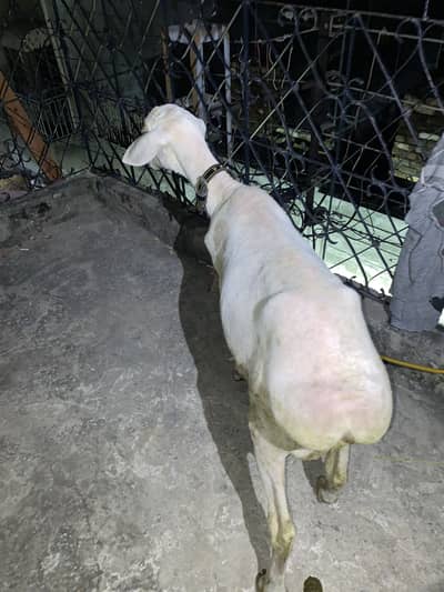 Chaki Dumba