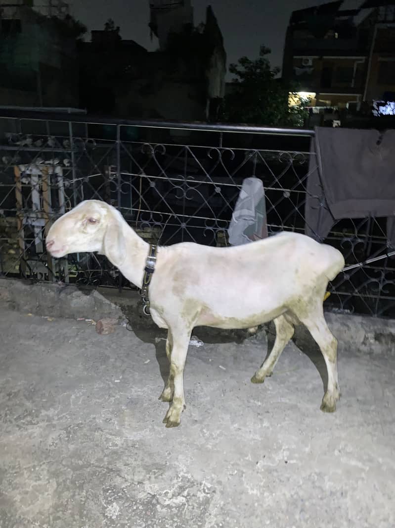 Chaki Dumba 1