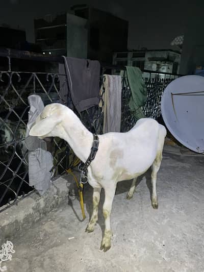 Chaki Dumba