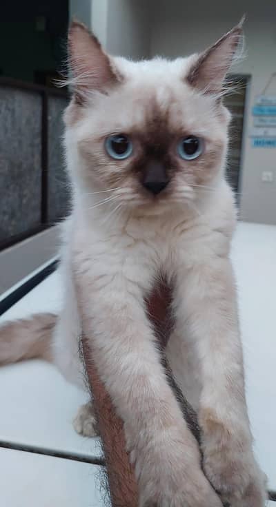 Persian & hamalian pair for sale