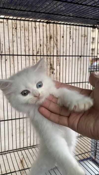Blue And Green  2 Color Eyes . Age :• 2 Months  . Kitten + Big size 