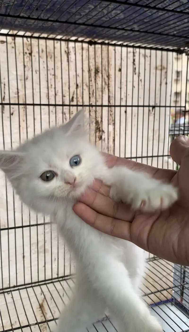 Blue And Green  2 Color Eyes . Age :• 2 Months  . Kitten + Big size 