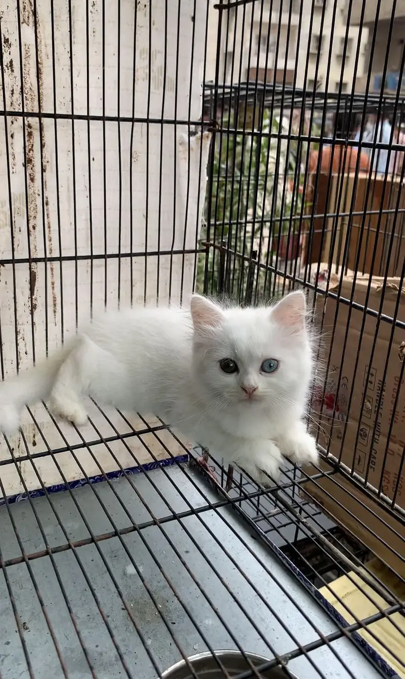 Blue And Green  2 Color Eyes . Age :• 2 Months  . Kitten + Big size  — photo 2