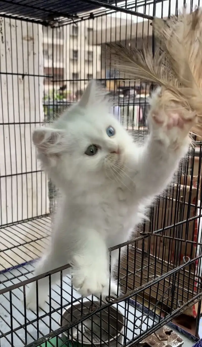 Blue And Green  2 Color Eyes . Age :• 2 Months  . Kitten + Big size  — photo 3