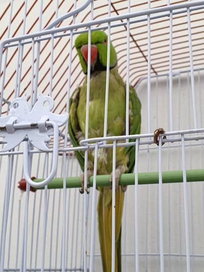 very active and healthy parat with cage(0333-7940701)