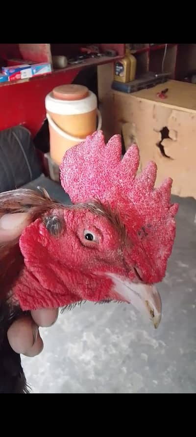 bangum breeder available for sale location faisalabad