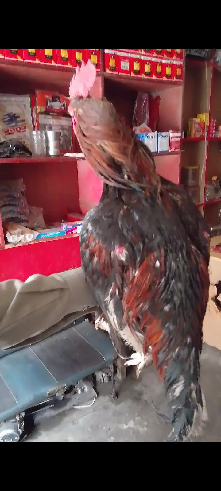 bangum breeder available for sale location faisalabad — photo 2