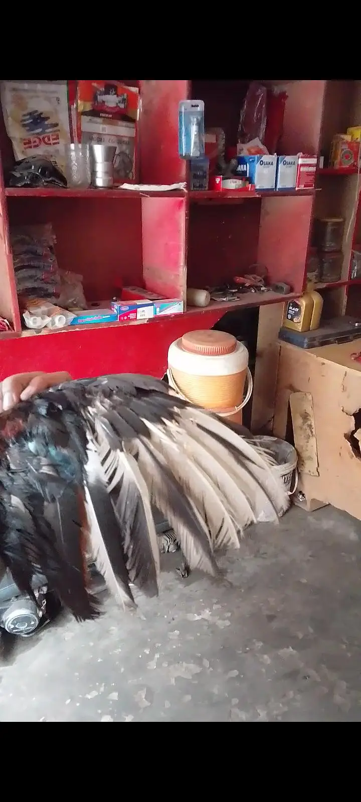 bangum breeder available for sale location faisalabad — photo 3