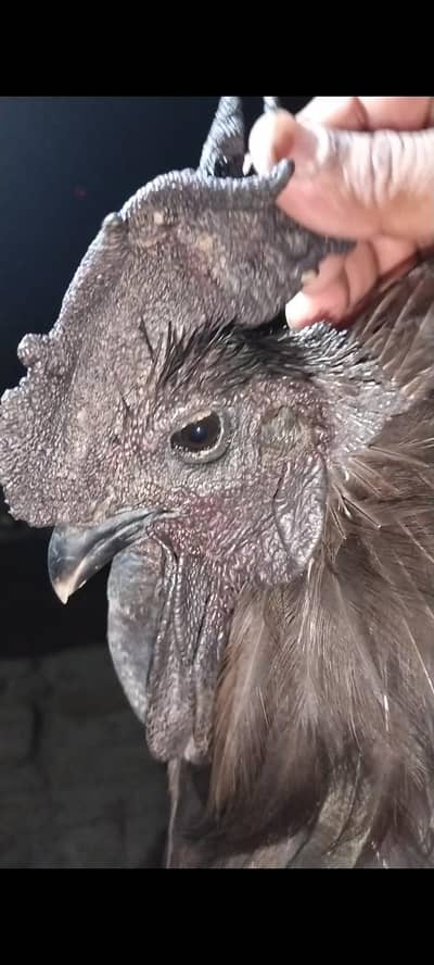 Ayam Cemani Breeder Pair