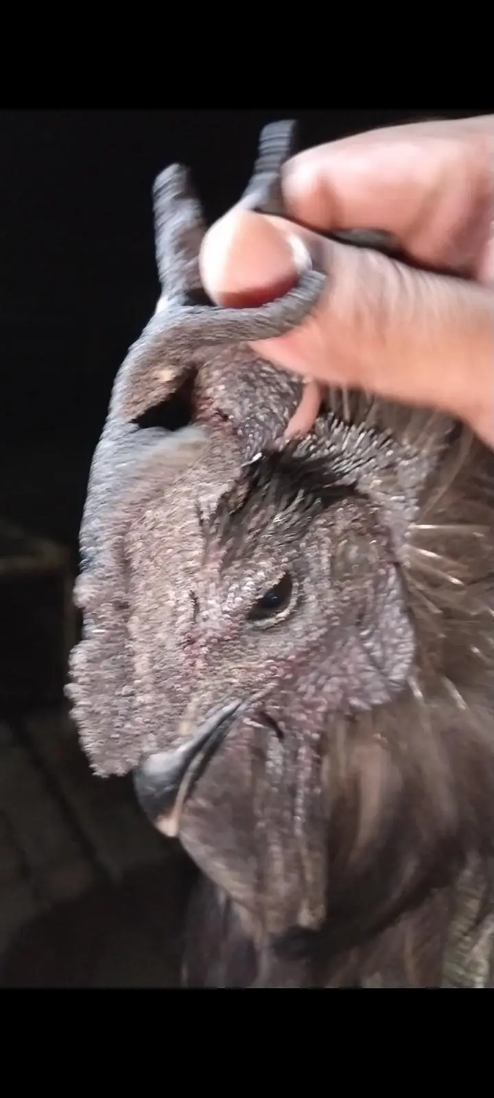 Ayam Cemani Breeder Pair — photo 2