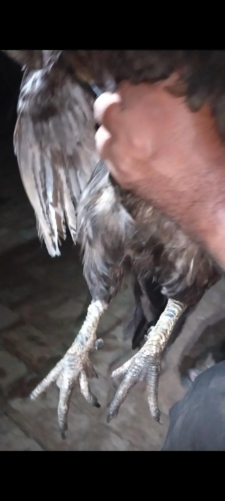 Ayam Cemani Breeder Pair — photo 3