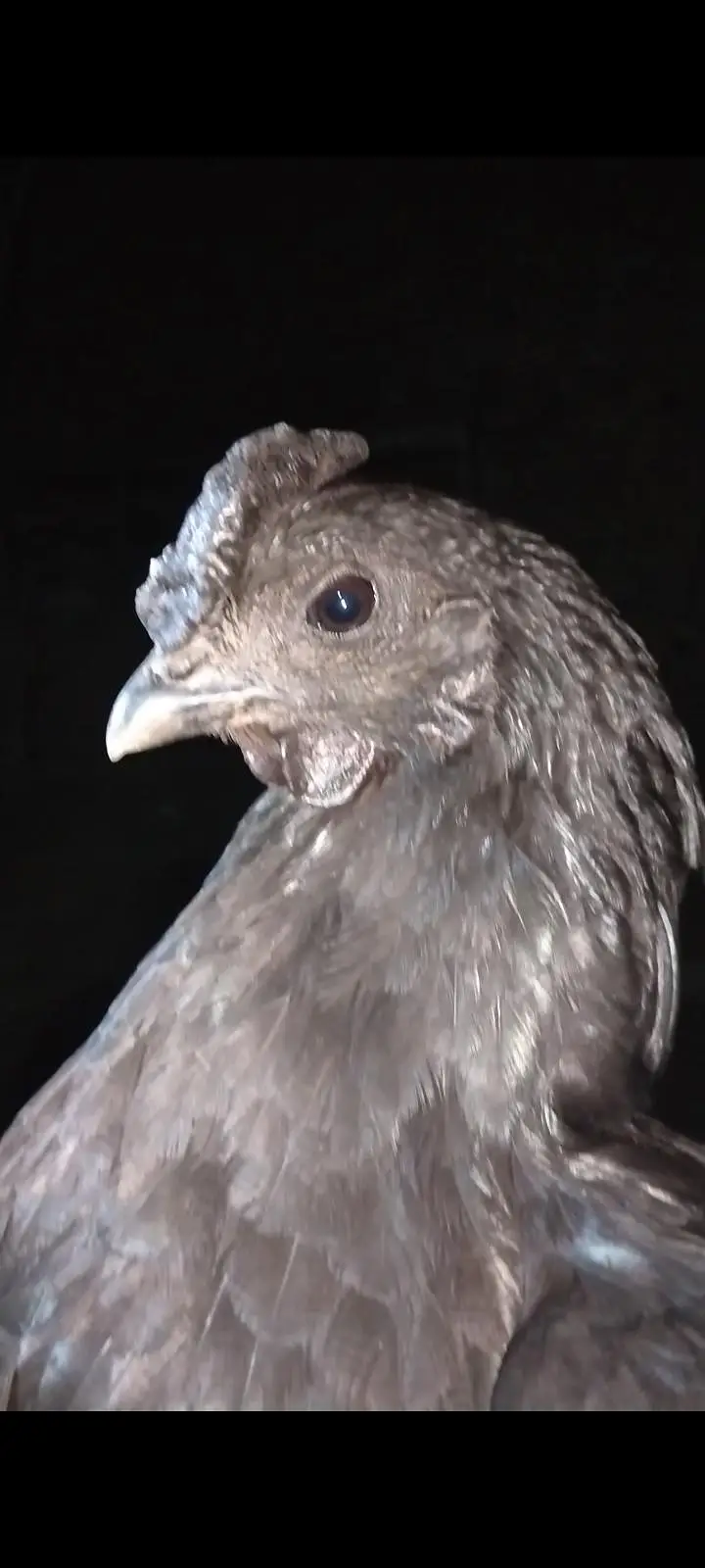 Ayam Cemani Breeder Pair — photo 4