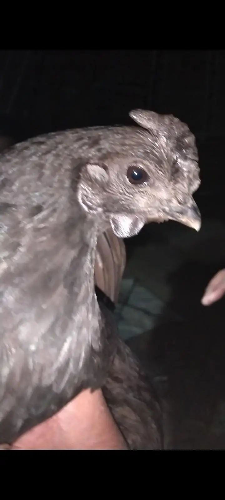 Ayam Cemani Breeder Pair — photo 5