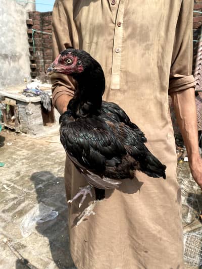 Thai cross female ready for breed
