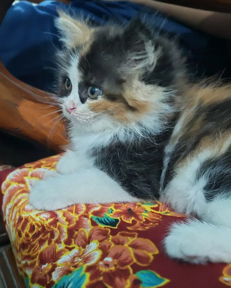 Cute Calico female persian kitten with beautiful eyes — photo 4