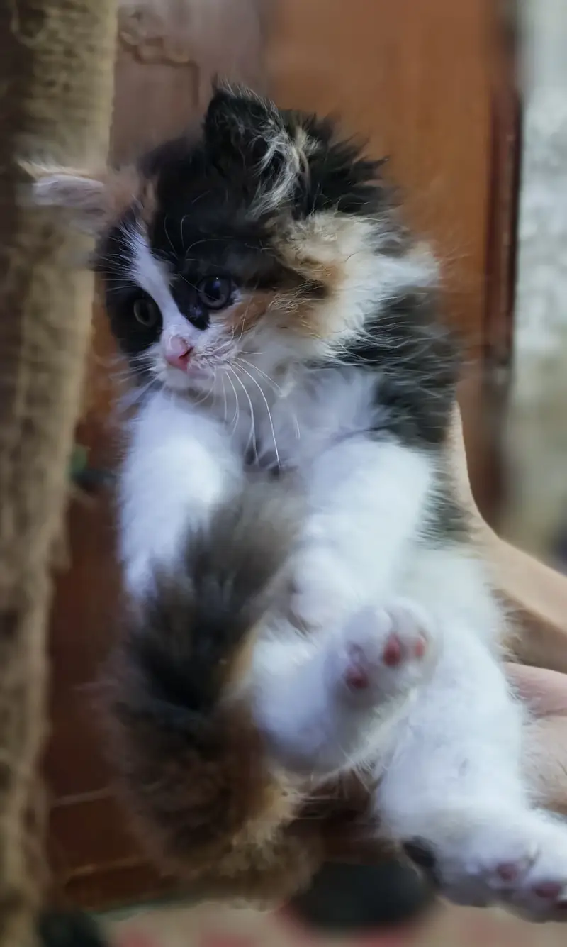Cute Calico female persian kitten with beautiful eyes — photo 5