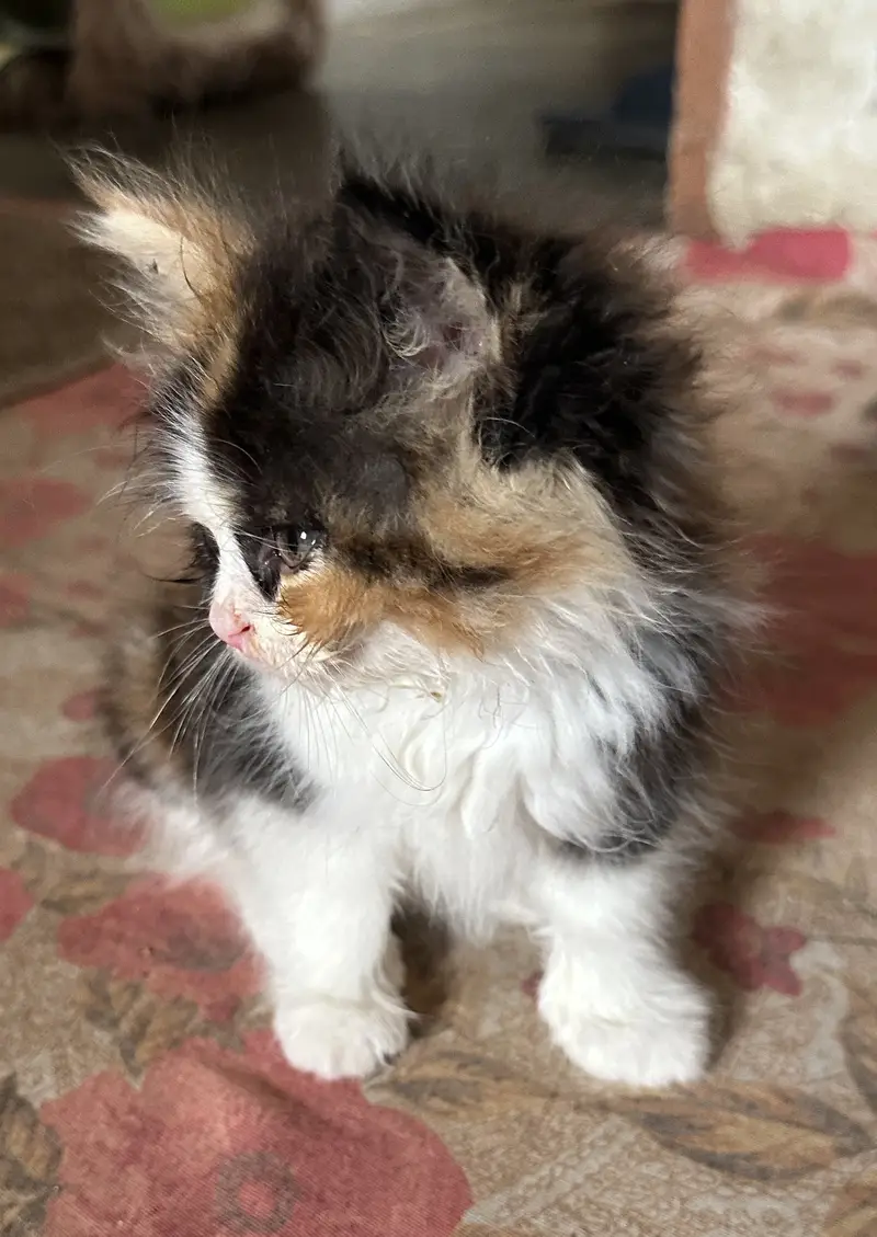 Cute Calico female persian kitten with beautiful eyes — photo 6