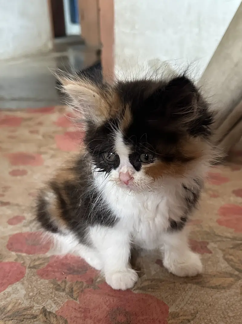Cute Calico female persian kitten with beautiful eyes — photo 7