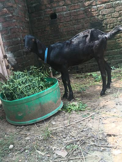 Goat For Sale