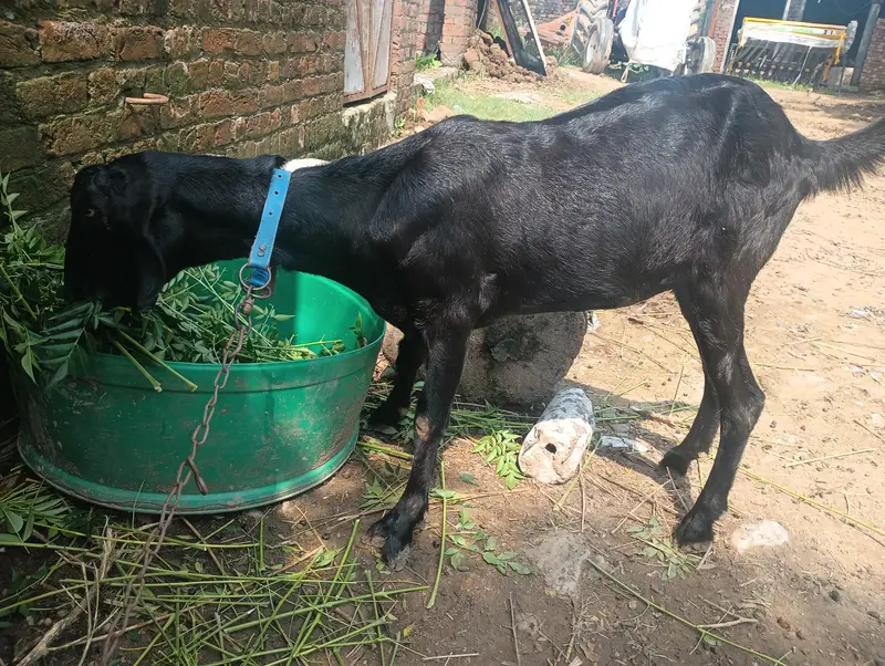 Goat For Sale — photo 2