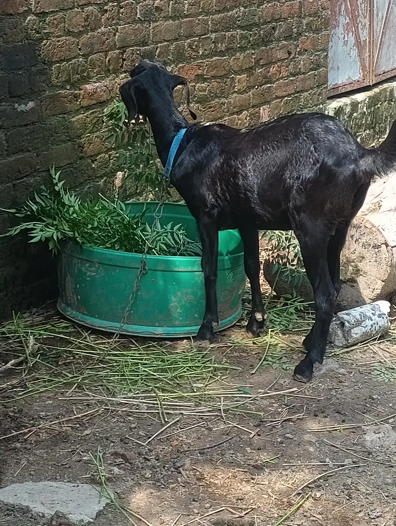 Goat For Sale — photo 3