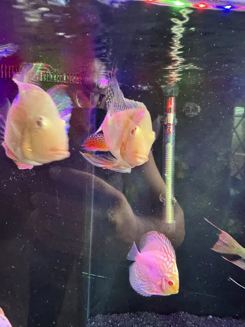 Alibino hecklie 3 pc — photo 3