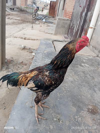 Aseel murga home breed