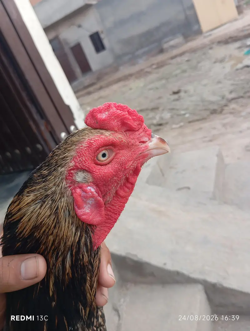 Aseel murga home breed — photo 2