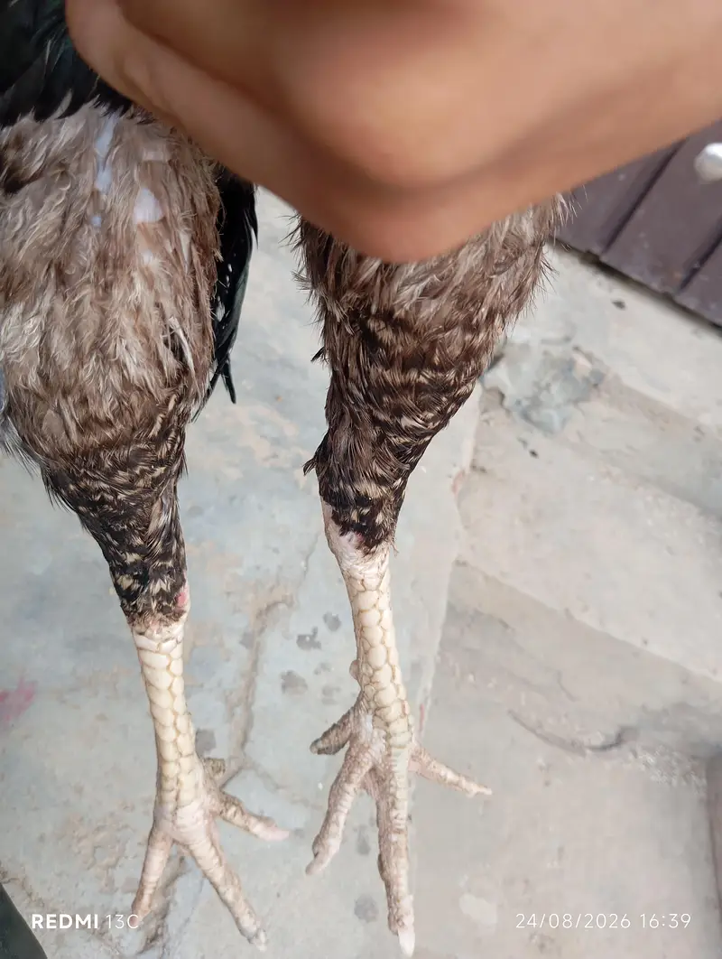 Aseel murga home breed — photo 3