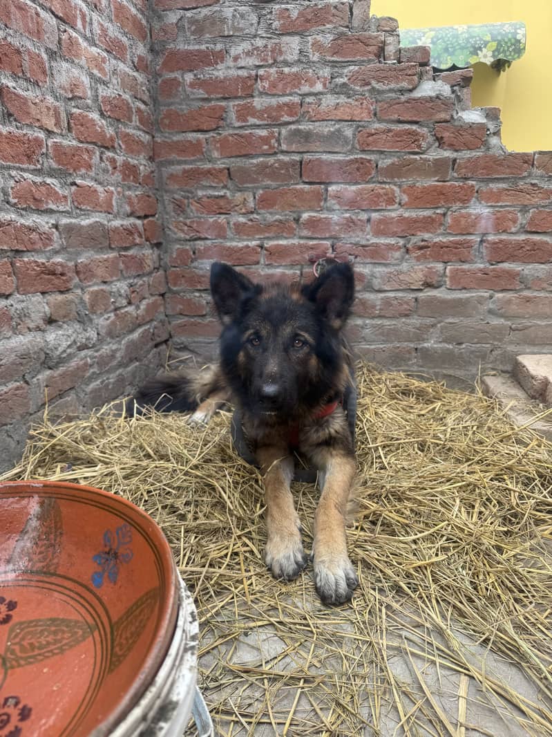 german shepherd 0