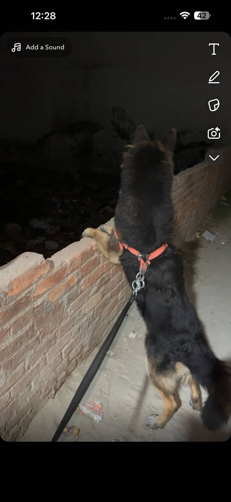 german shepherd 1