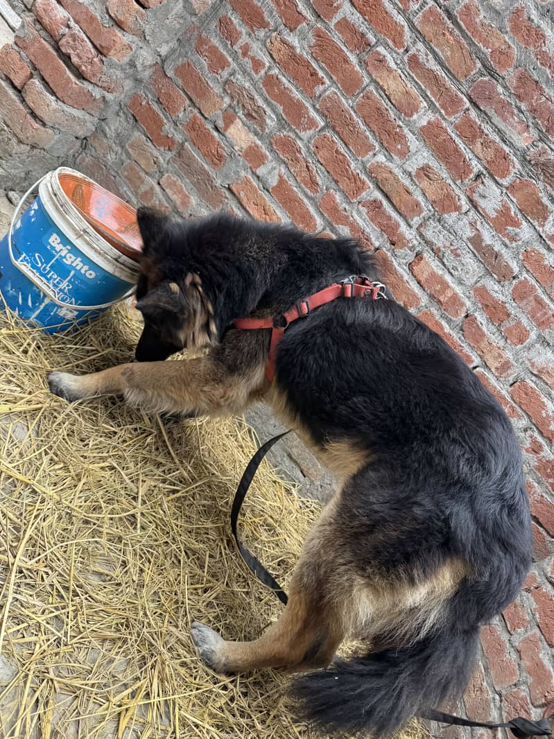german shepherd 2