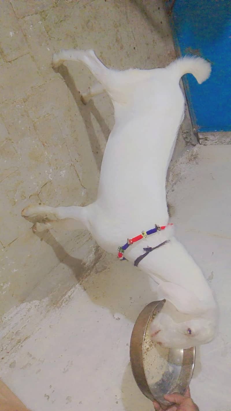 tadey bakra 0
