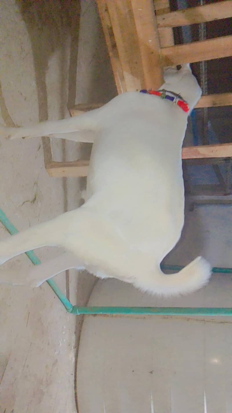 tadey bakra 2