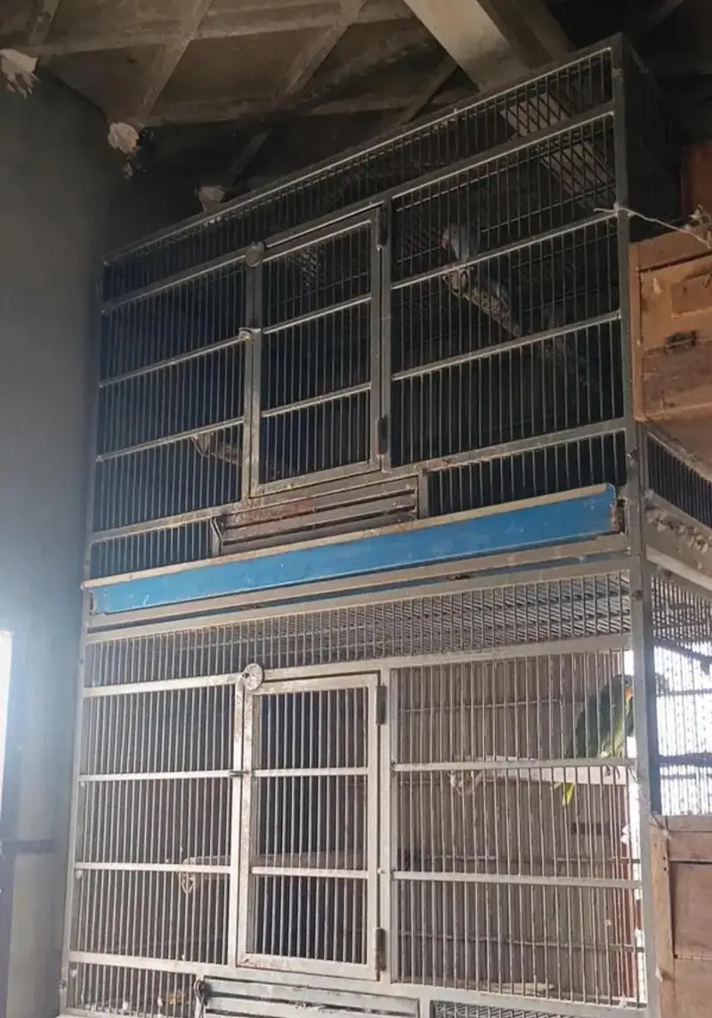 Trolley King size Cage for Gray Amazon Raw big parrot & cats — photo 2