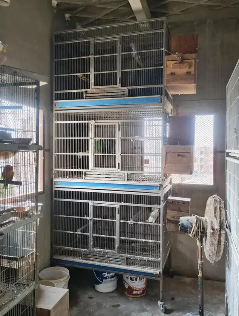 Trolley King size Cage for Gray Amazon Raw big parrot & cats — photo 4
