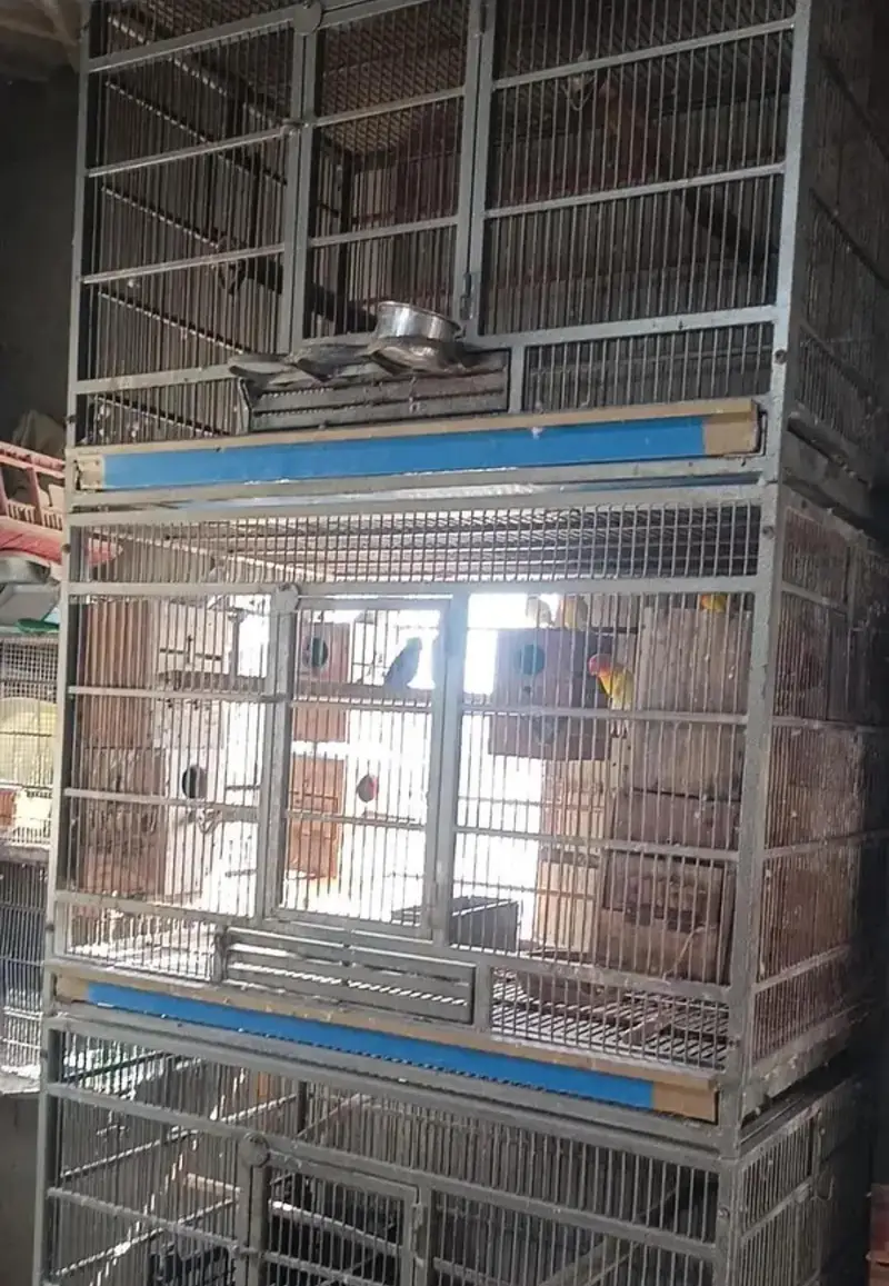 Trolley King size Cage for Gray Amazon Raw big parrot & cats — photo 5