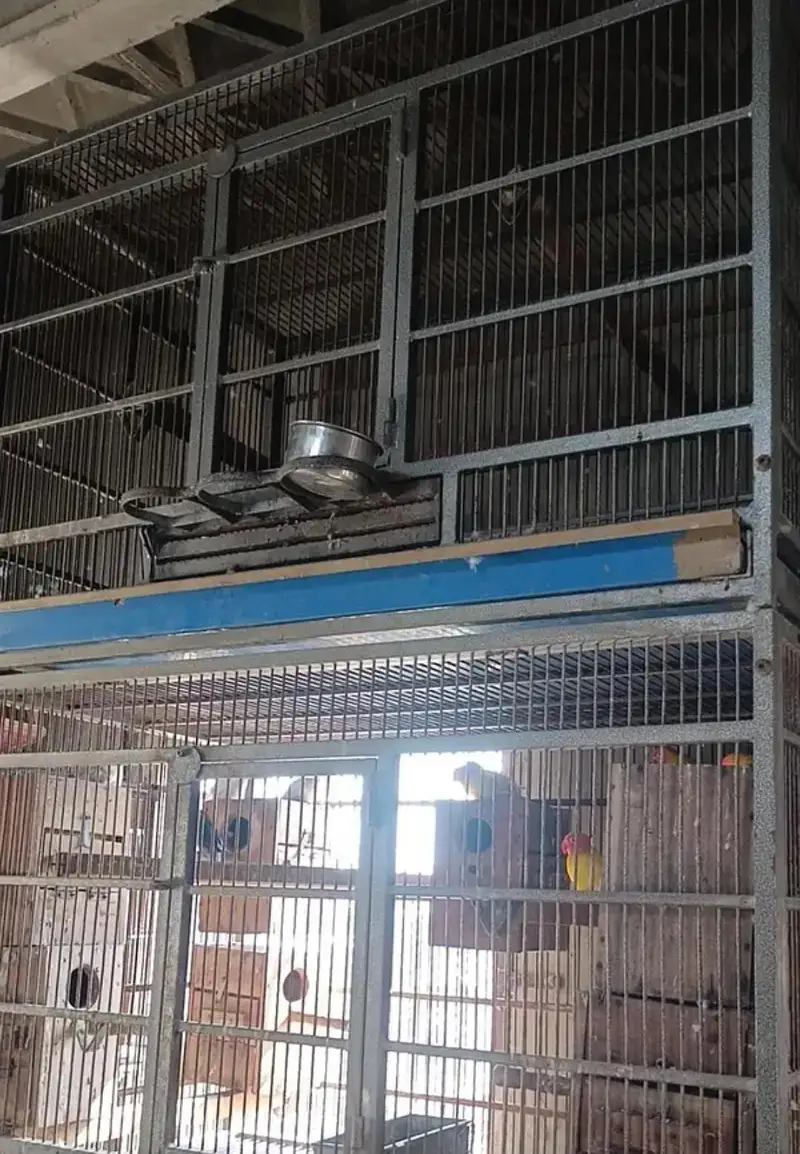 Trolley King size Cage for Gray Amazon Raw big parrot & cats — photo 6