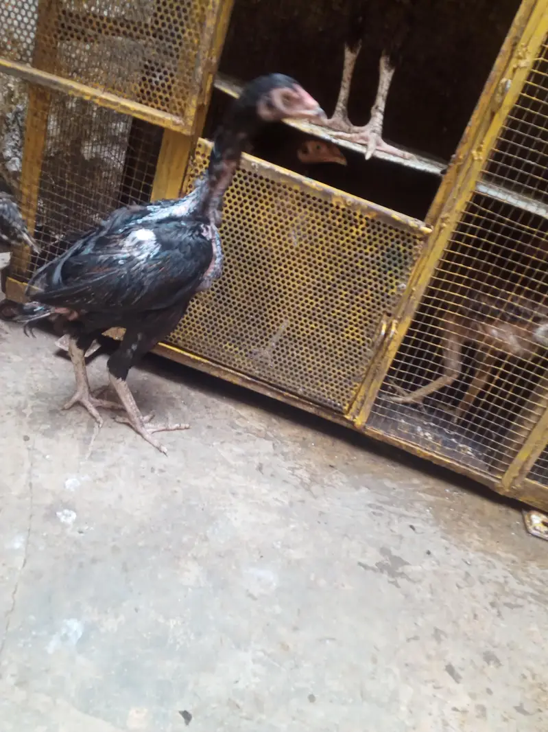 new breed .  murgi and 1 murja aseel .  nasal — photo 4